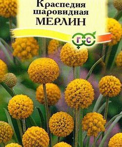 Краспедия шаровидная Мерлин* 5 шт.