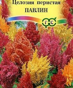Целозия Павлин, перистая *, смесь 0,1г