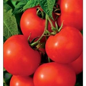 Томат Щедрость 0,5 г