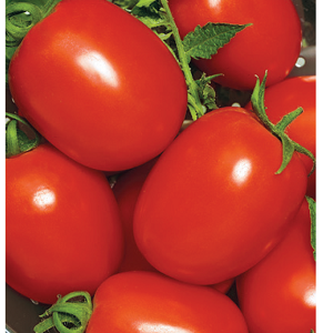 Томат Серна 0,5 г