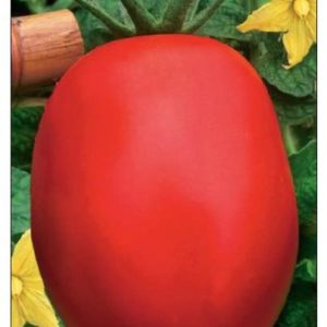 Томат Салют 0,5 г