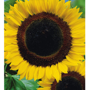 Подсолнечник Енисей 10 г