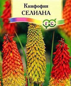 Книфофия ягодная (Тритома) Селиана* 0,1 г