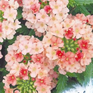 Вербена Персик и Крем* 0,05 г серия Устойчив к заморозкам !