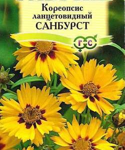 Кореопсис Санбурст , ланцетовидный * 0,1 г