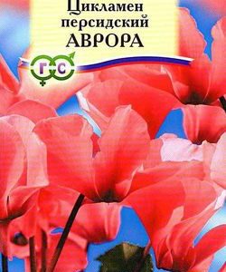 Цикламен Аврора персидский* 3 шт.