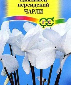 Цикламен Чарли персидский* 3 шт.