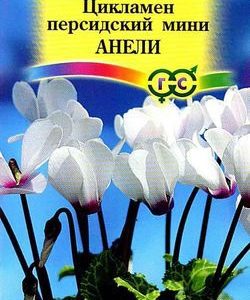 Цикламен Анели персидский* 3 шт.