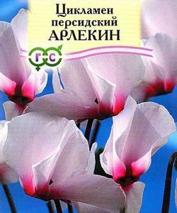 Цикламен Арлекин персидский * 3 шт.