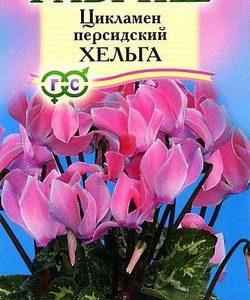 Цикламен Хельга персидский* 3 шт.