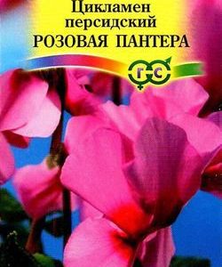 Цикламен Розовая пантера персидский* 3 шт.