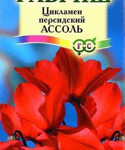Цикламен Ассоль персидский* 3 шт.