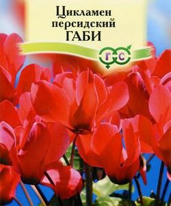 Цикламен Габи персидский * 3 шт.
