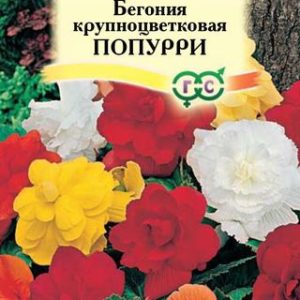 Бегония Попурри , крупноцвет. клубневая смесь 5 шт. пробирка