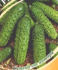 Огурец Устюг F1 10 шт.корнишон автор.