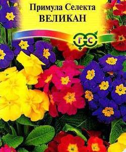 Примула Селекта Великан*, смесь 10 шт. сер. Альпийская горка