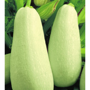 Кабачок Ролик 2 г сер. Огород без хлопот