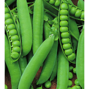 Горох Первенец, сахарный 10 г