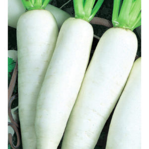 Дайкон Цезарь 1 г