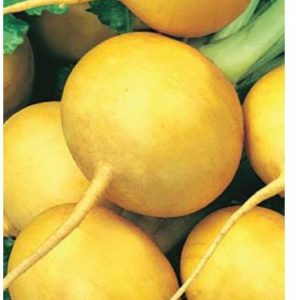 Репа Луна 0,5 г