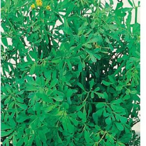 Рута овощная Кружевница* 0,1 г