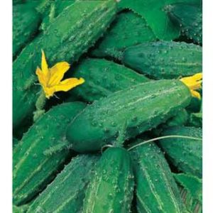 Огурец Малыш 0,5 г