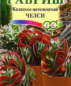 Каланхое метельчатый Челси* 10 шт.