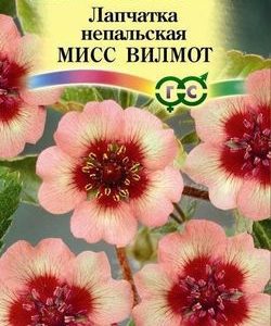 Лапчатка непальская Мисс Вильмотт* 0,02 г