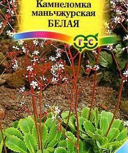 Камнеломка манчжурская* 0,01 г. сер. Альпийская горка