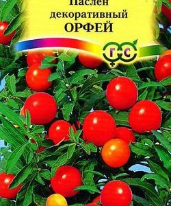 Паслён декоративный Орфей * 12 шт.