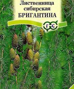 Лиственница сибирская Бригантина 0,2 г
