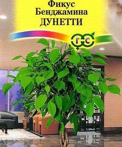 Фикус Бенджамина Дунетти* 0,01 г.