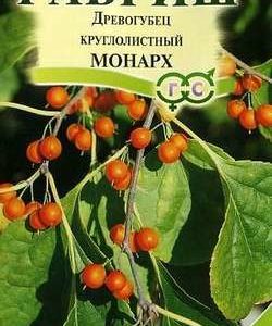 Древогубец круглолистный 0,2 г