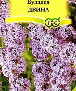 Буддлея Двина очереднолистная 0,15 г