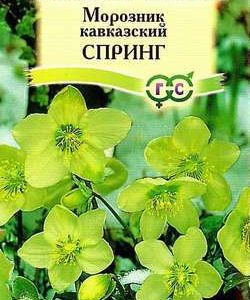 Морозник лимонно-зеленый кавказский* 5 шт.
