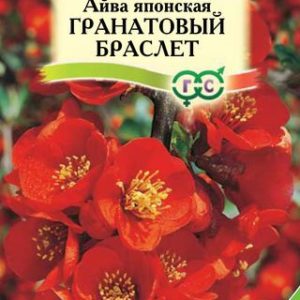 Айва японская Гранатовый браслет 0,3 г