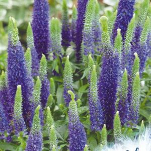 Вероника длиннолистная синяя* 0,05 г серия Устойчив к заморозкам !