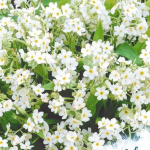 Незабудка Виктория белая, альпийская * 0,03 г серия Устойчив к заморозкам !