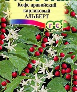 Кофе аравийский карликовый Альберт 5 шт.