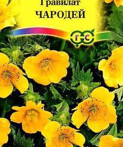 Гравилат Чародей (аллепский) 0,1 г