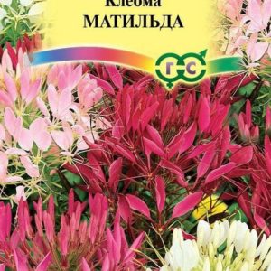 Клеома Матильда колючая 0,3 г