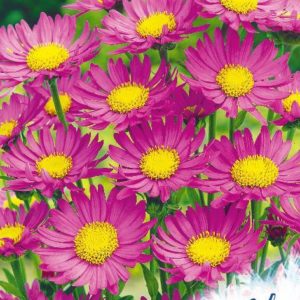 Астра альпийская розовая, Снежная королева* 0,1 г серия Устойчив к заморозкам!