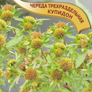 Череда трехраздельная Купидон 0,2 г