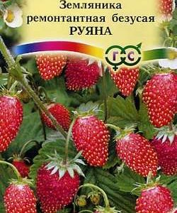 Земляника Руяна ремонтантная безусая* 0,03 г
