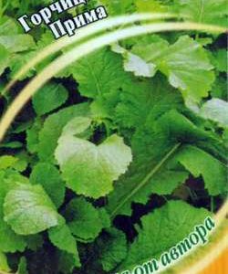 Горчица листовая Прима 1 г автор.