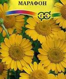 Антемис Марафон* 0,1 г