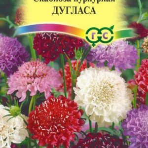 Скабиоза темнопурпурная Дугласа, махр. смесь 0,5 г