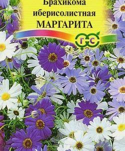 Брахикома Иберисолистная Маргарита* 0,05 г