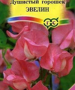 Душистый горошек Эвелин лососево-розовый 1,0 г серия Сад ароматов