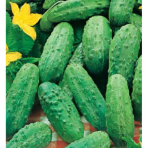 Огурец Любимчик 0,5г